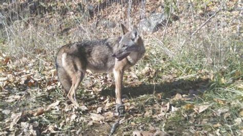 is there a bounty on coyotes in virginia
